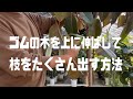 [質問]ゴムの木を上に伸ばして、枝分かれする方法