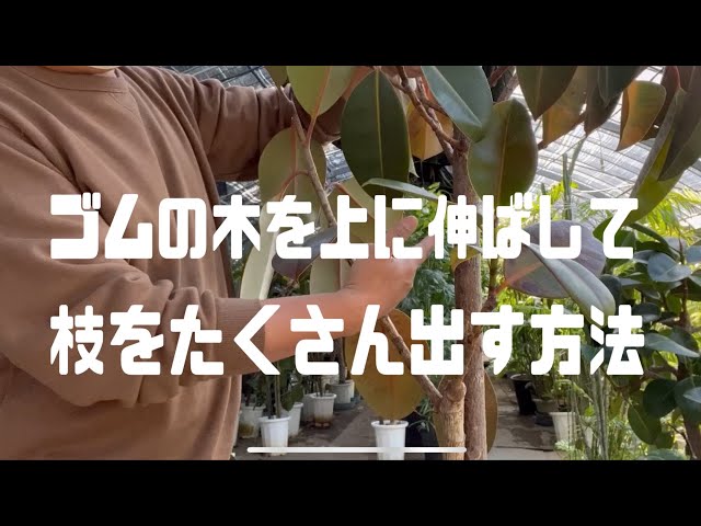 質問]ゴムの木を上に伸ばして、枝分かれする方法 - YouTube