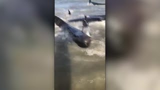 Bystanders help save pod of beached whales