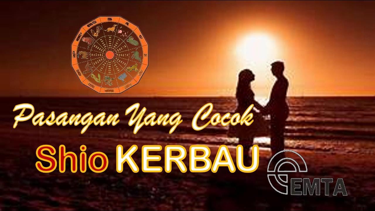 Jodoh Yang Cocok Untuk SHIO KERBAU apa ya...? YouTube