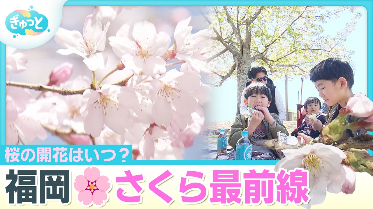 One step closer to the cherry blossom declaration! When is the