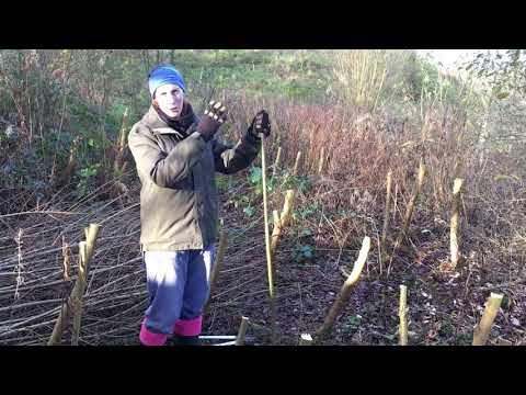 Willow coppicing, cultivation and an introduction to ramial wood chips