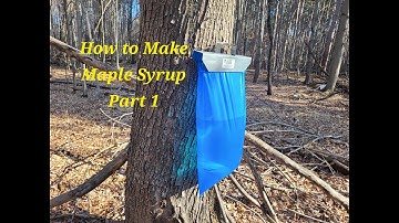 How to make Maple Syrup Part 1 - Tapping Trees