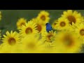 Indigo Bunting and sunflowers JWD 5106 08 02 2025