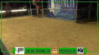 Lindner Showpigs Farm Sale - Aug-08