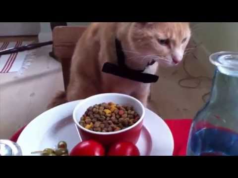 Video: Hvorfor Vrikker Katte Deres Røv, Når De Forfølger Bytte?
