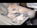 Asian Semi longhair Kitten 02 の動画、YouTube動画。