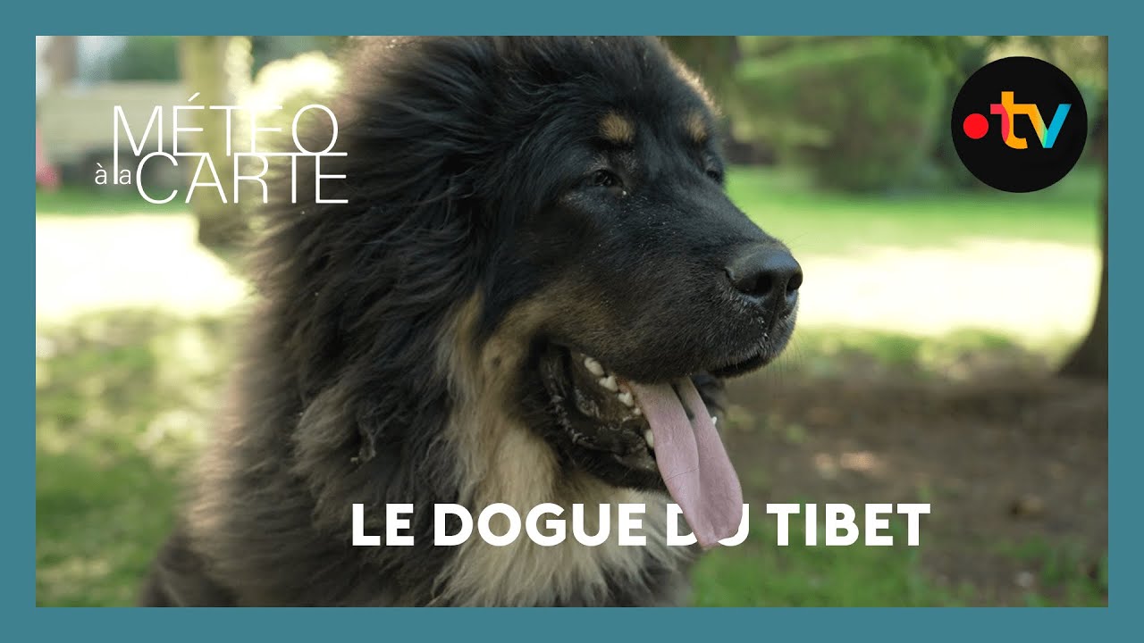 Dogue Du Tibet Adulte — free download