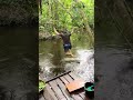 Morning Swim in the Jungle River! 🌿🏊♂️ #Shorts