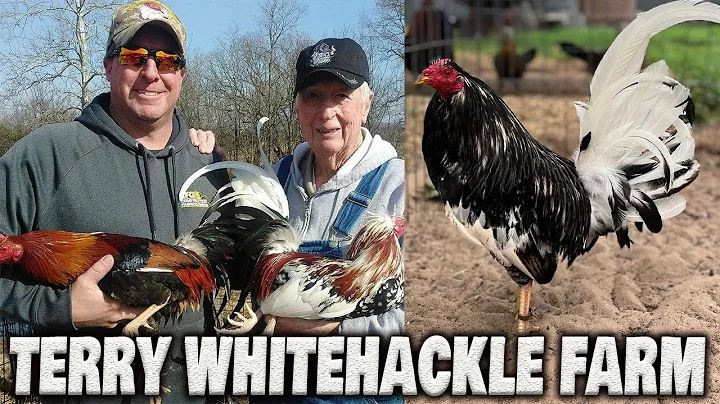 Beautiful MORGAN WHITEHACKLE - Michael Terry of Te...