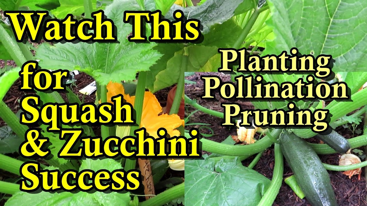 A Complete Guide to Growing Summer Squash & Zucchini Planting, Watering, Fertilizing, & Pruning