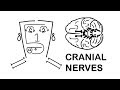 Cranial nerves made easy