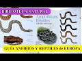 Guía de Reptiles y Anfibios España y Europa ¡RECOMENDADA! - BIBLIOTECA NATURAL con Raulophis