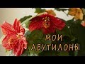 Мои абутилоны. 🌺 [Надежда и мир]