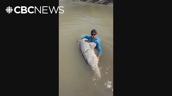 Fishers in Lillooet, B.C., hook massive 700-pound sturgeon in Fraser River
