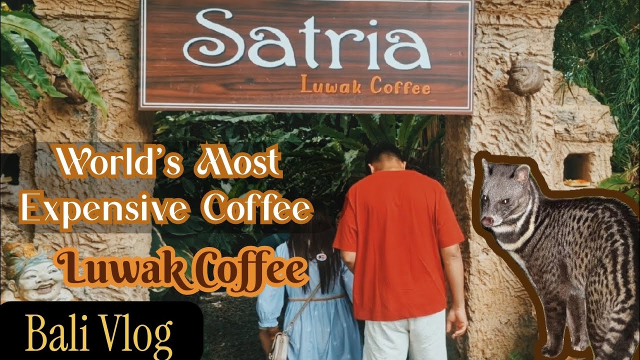 The Most Expensive Coffee in the World |Luwak Coffee | Bali Vlog | Luwak Coffee Making Process