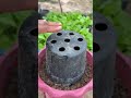 New Idea to Grow Cucumber Plants from Cucumber Fruit | Get Maximum Cucumbers at Home