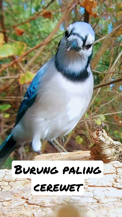 burung paling cerewet ? #kicaumania #suaraburung #birdsongs