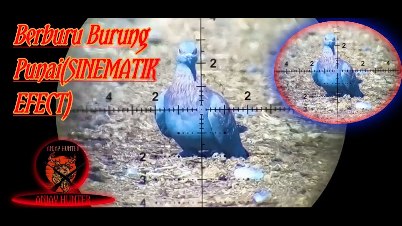 Berburu Burung Punai(SINEMATIK EFECT) 