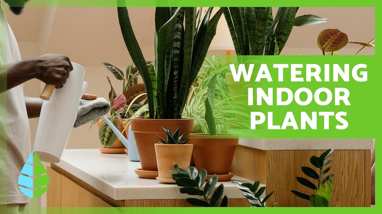 How To WATER INDOOR PLANTS EXPERT Tips To Keep Your PLANTS ALIVE how-to-water-indoor-plants-expert-tips-to-keep-your-plants-alive