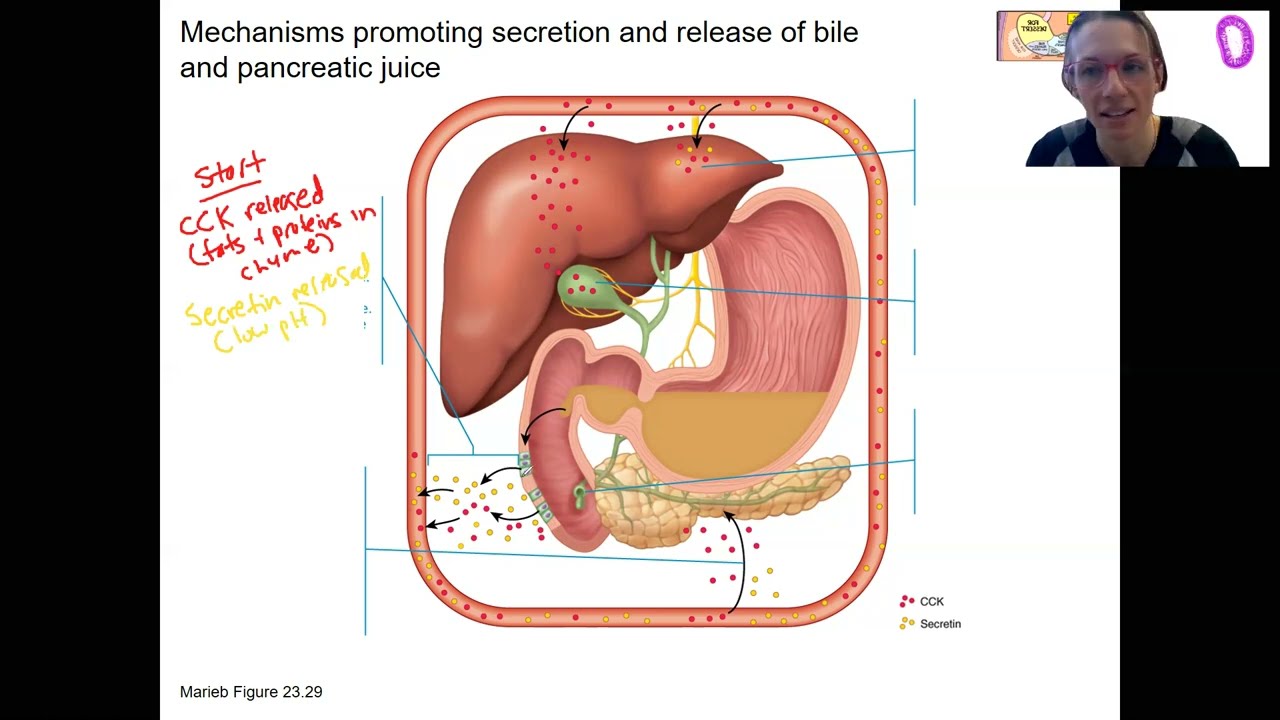 11.9b BONUS! Mechanisms for release of bile and pancreatic juice