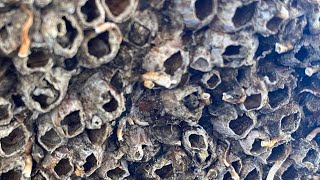 Barnacles removal satisfying ASMR (episode 553)
