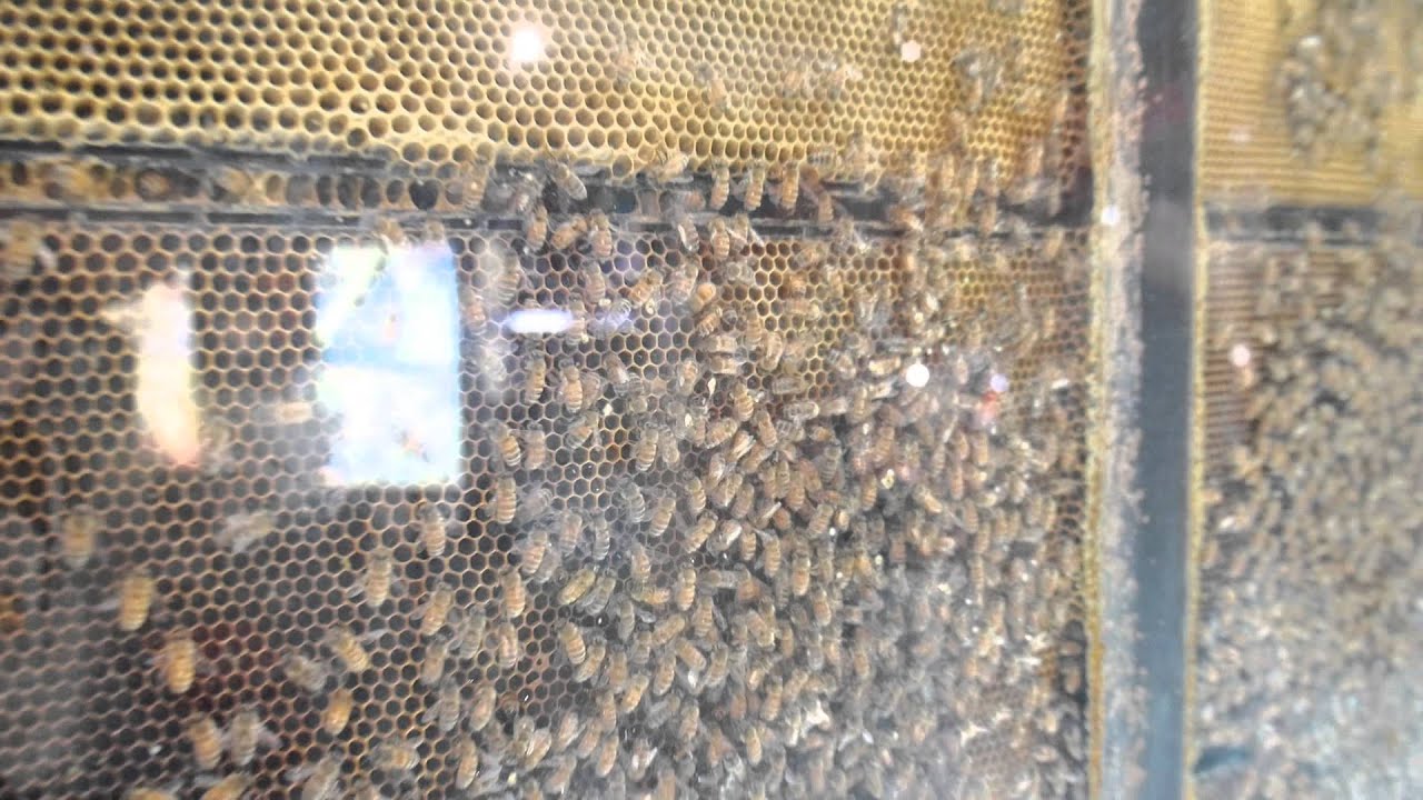 Arataki Honey Visitor Centre
