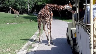 SAFARI Dvůr Králové nad Labem , ...