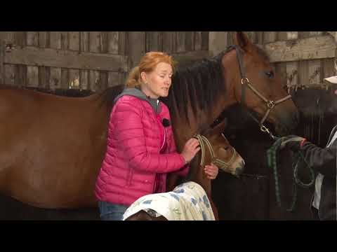 Video: Kazakstanin Hevosrotu Hypoallergeeninen, Terveys- Ja Elämänalue