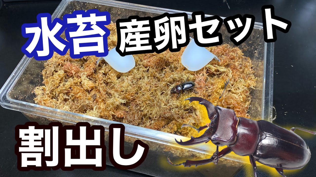水苔が必要なクワガタの産卵セットを割出してみた クワガタ飼育 ミクラミヤマクワガタ Youtube