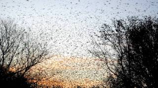 Blackbirds in Beebe, Arkansas