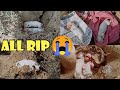 Sare puppy death Kar Gaye 😭|| All puppy died🥺|| Rajveer pet's