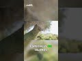 Are Quokkas Friendly? How to Interact Safely!