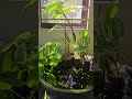 #minipond #shorts #naturecore #fishtank #patiopond #nature #indoorplants #ভাইরাল #পুকুরে_মাছ_চাষ