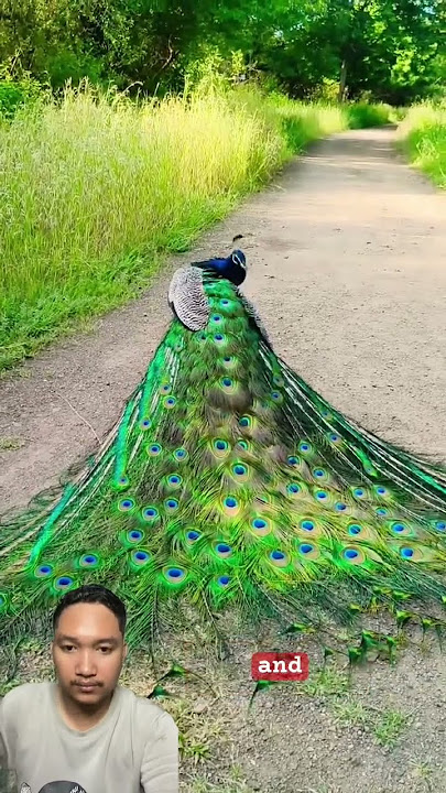 Why Does This Bird Look So Fancy?