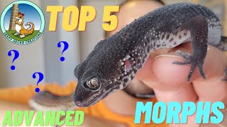 TOP 5 BEST leopard gecko MORPHS | ADVANCED edition