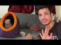 Snowy 😼aur iskey cute kittens | back on track vlog