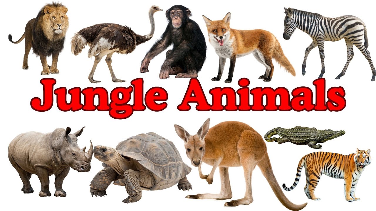 Jungle Animals Name in English | Learn Wild Animals for Kids | Animal ...