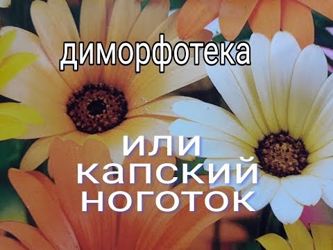 Видео: Сеялка (51 снимки): характеристики на ракита цветни шарки. Характеристики на светещи саксии за цветя. Как да изберем висок тристепенен и други модели?