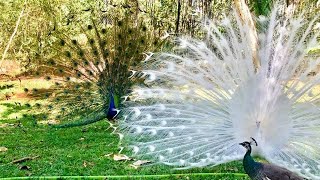 Dancing Peacocks #peacocklove #peacock #peacockdance #birds #shortvideo