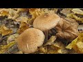 Грибная осень. Отличный урожай грибов. autumn mushrooms.