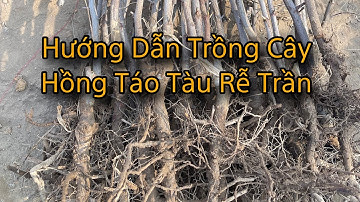 Hướng Dẫn Trồng Cây Hồng Táo Tàu Rễ Trần