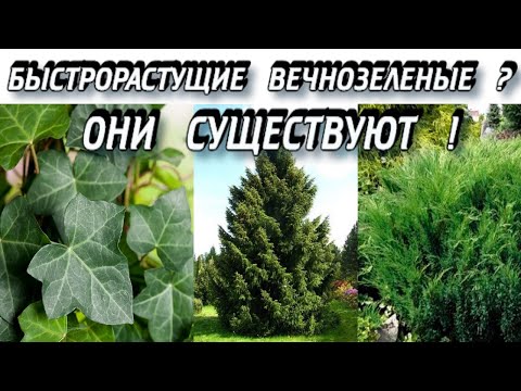 Быстрорастущие Вечнозеленые Растения - Как Создать Вечнозеленый Сад