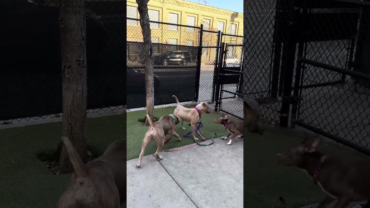 Royal, Taz, Mighty Mouse