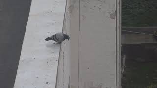 Suicidal Pigeon