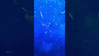 Moment of Serentiy: Caribbean Reef Squid       #caribbeanislands #squid #momentofserenity