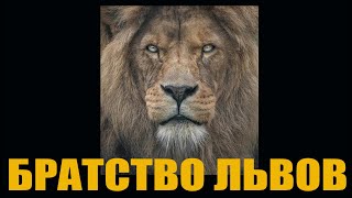 Братство Львов 🤙🦁Brotherhood of lion