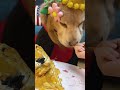 #doglover #muchlove