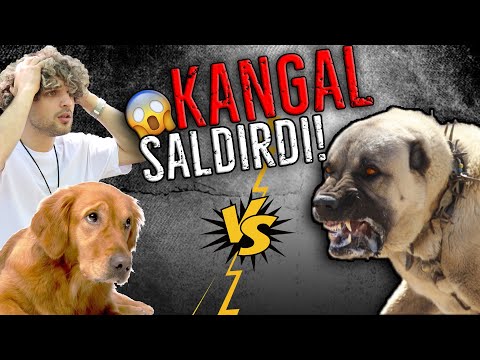 KÖPEĞİME KANGAL SALDIRDI! - TAKİPÇİLERİMLE BULUŞTUM 🥳