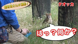 クオッカの親子 飼育員さんの合図をガン無視！？